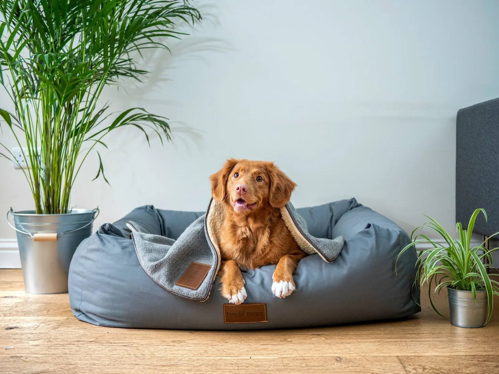 A dog resting in a plush bed in a calm, bright lounge