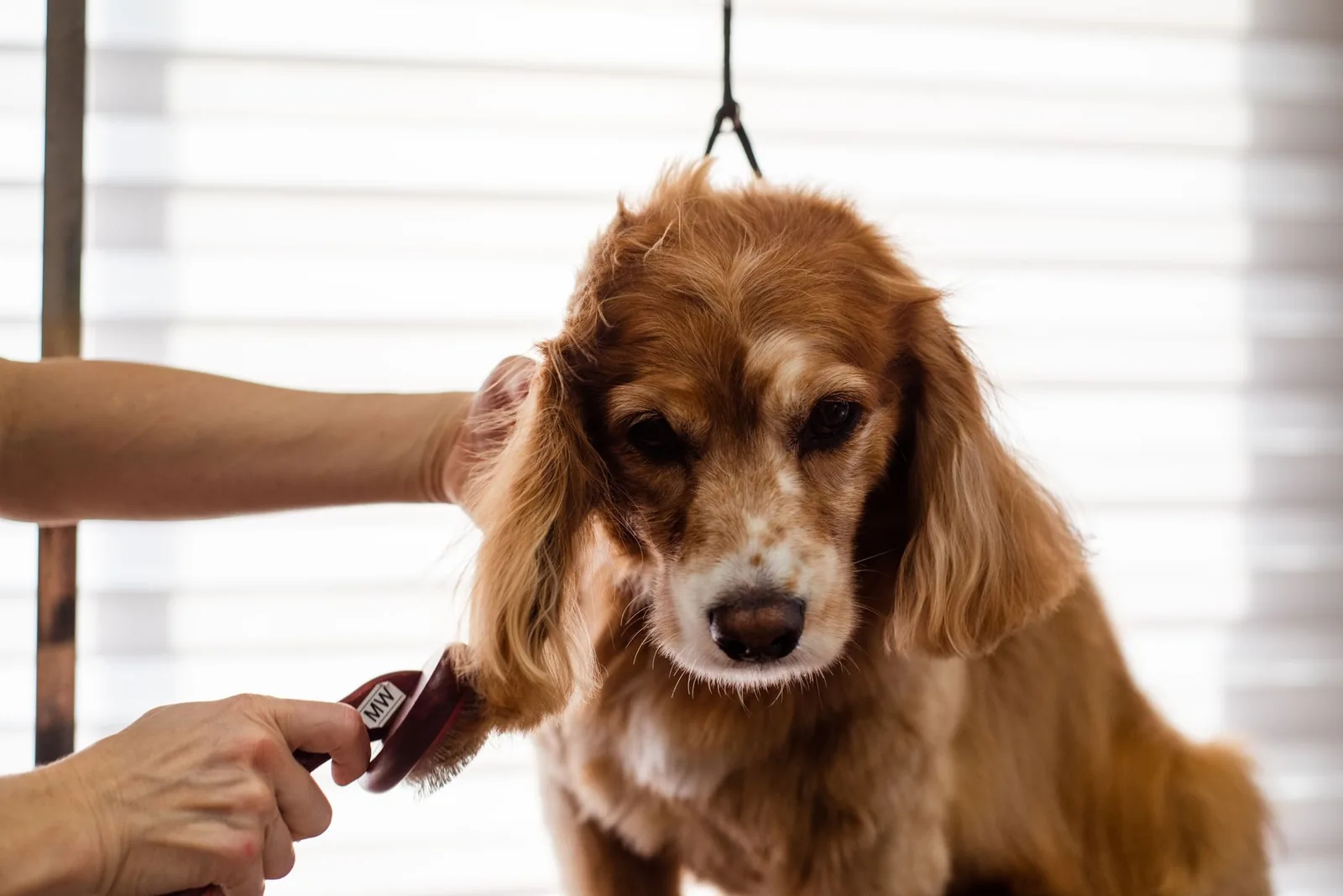 A groomer gently brushing a cocker spaniel's ears