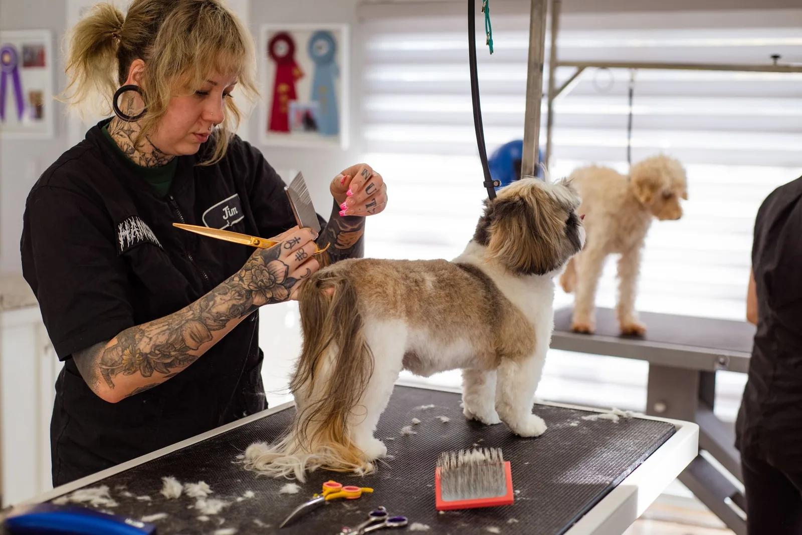 A groomer trimming a shih tzu's coat on the grooming table