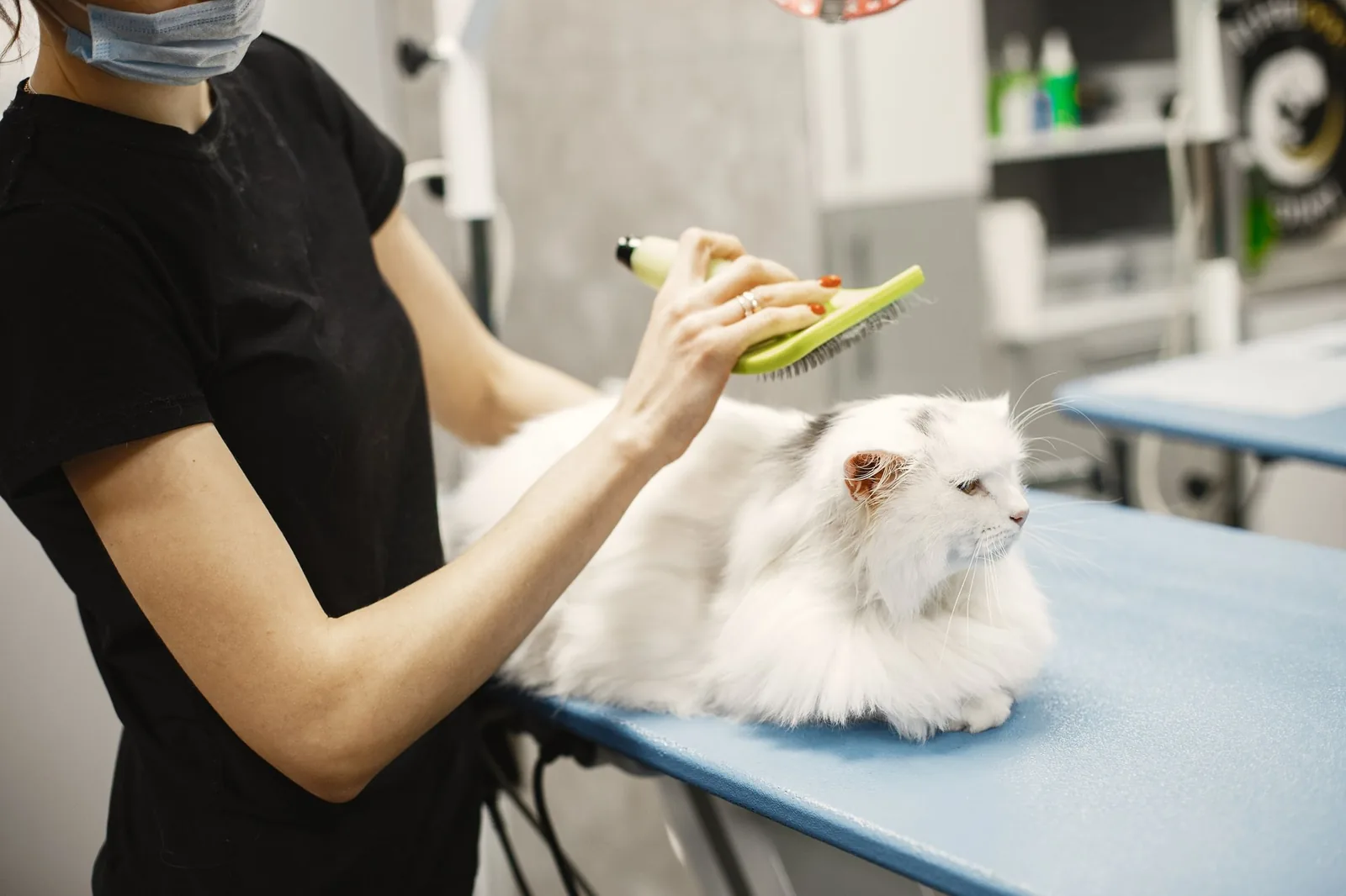 A groomer carefully brushing a white Persian cat