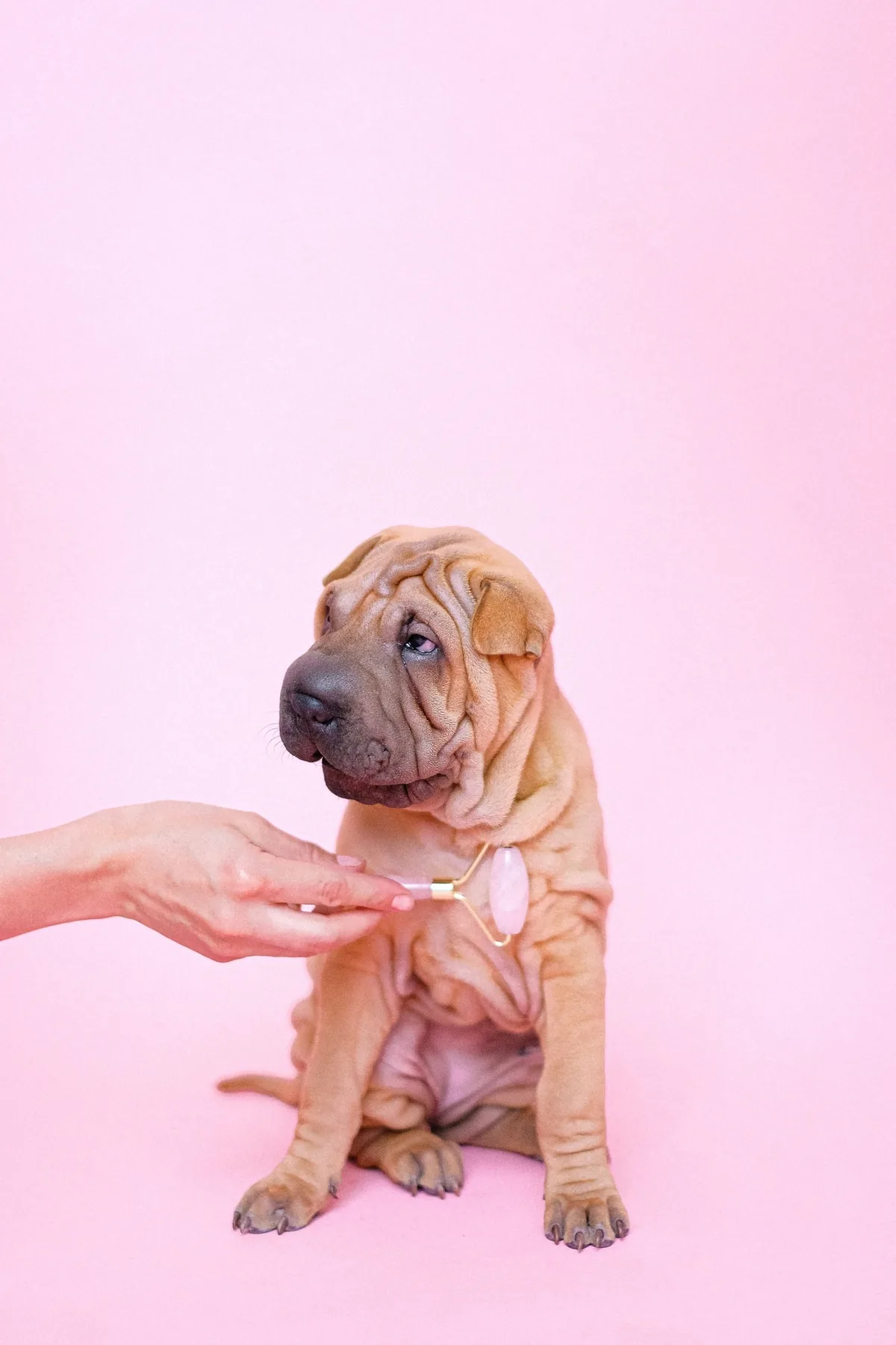 A shar-pei puppy enjoying a gentle facial roller treatment